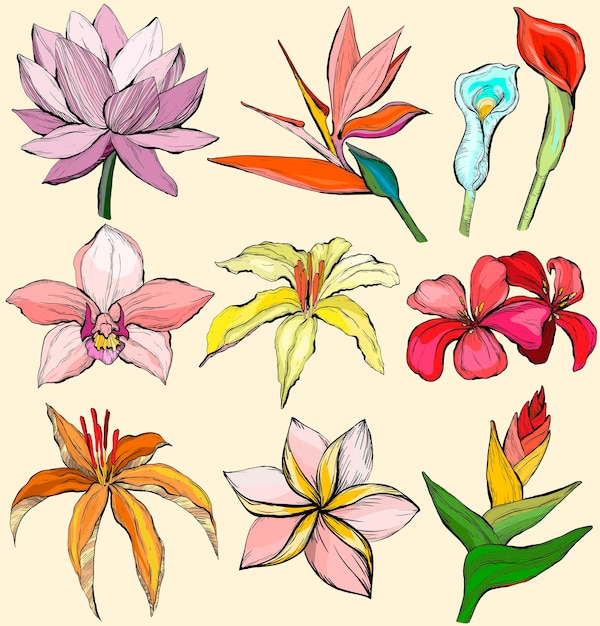 Tropical flowers Water lily orchid clematis plumeria frangipani bird of paradise and hibiscus