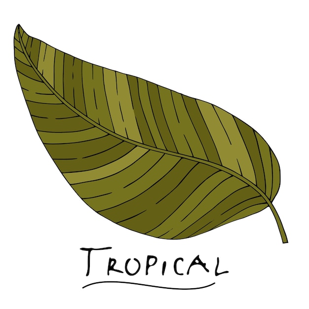 A tropical or forest leaf with many shades of green oval or ovoid type with cuts