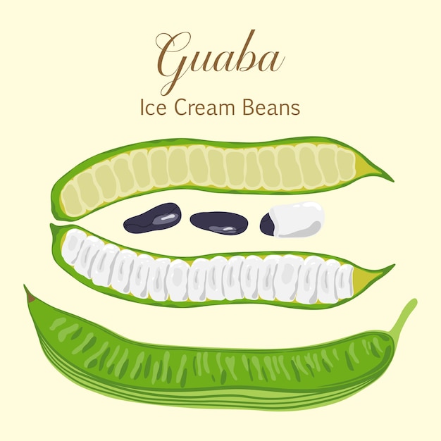 Tropical fruit Guaba Ice Cream Beans or Inga Edulis closed and open pods with seeds Vector