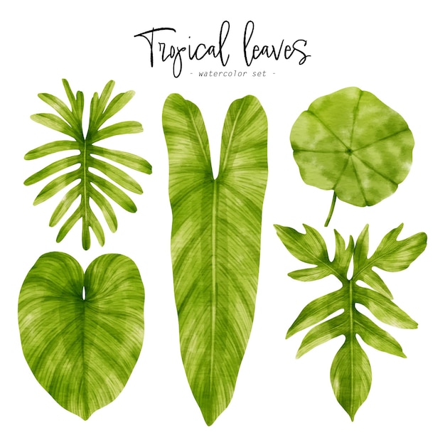 Tropical green Leaves watercolor illustration for Decorative Element