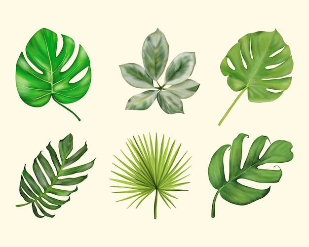 Tropical green leaves