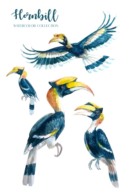 Tropical hornbill watercolor collection.