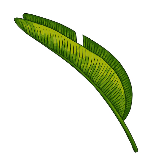 Tropical jungle palm vector leaf Botanical colored realistic hand drawn illustration Isolated on white