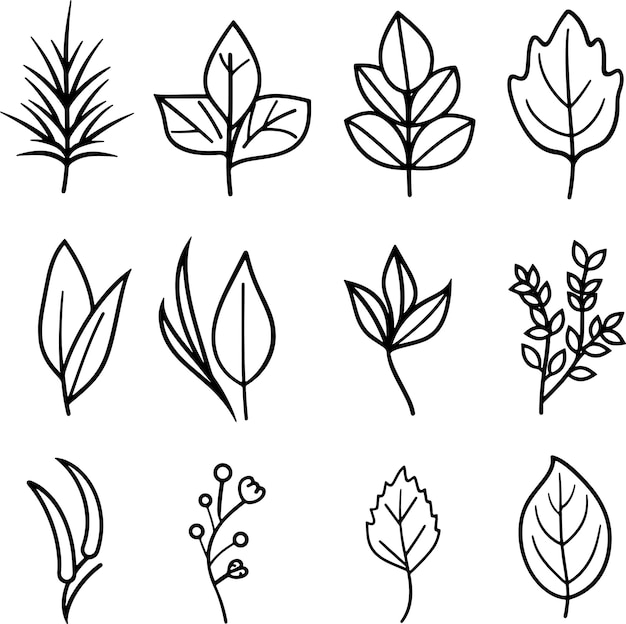 Vector tropical leaf line art silhouette black and white collection