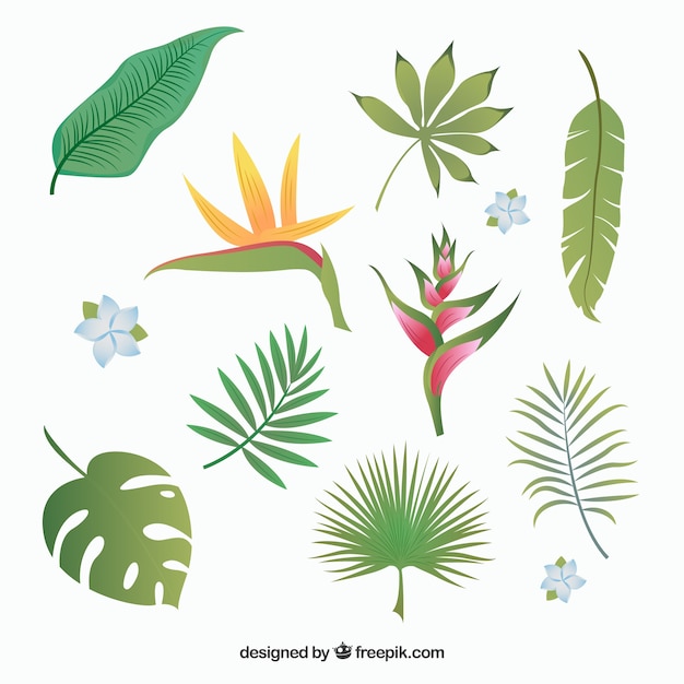 Tropical leaves collection