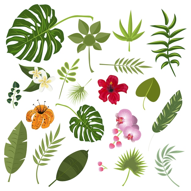 Tropical leaves and flowers. 