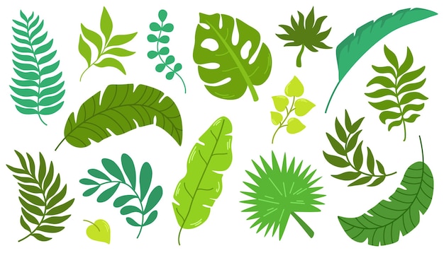 Tropical leaves hand draw vector set Exotic leaves and branches in minimalistic flat style isolated