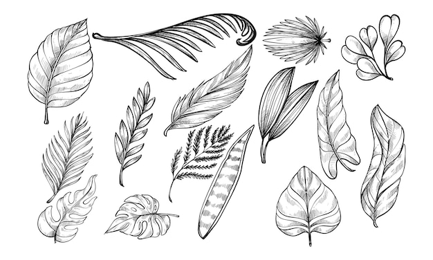 tropical leaves handdrawn collection