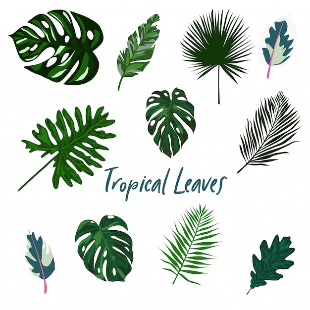 Tropical Leaves set isolated