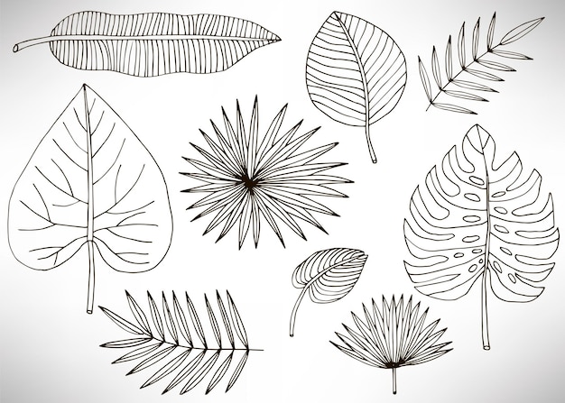 Tropical leaves set, plants isolated on white background. Big set of black hand drawn thin line cute