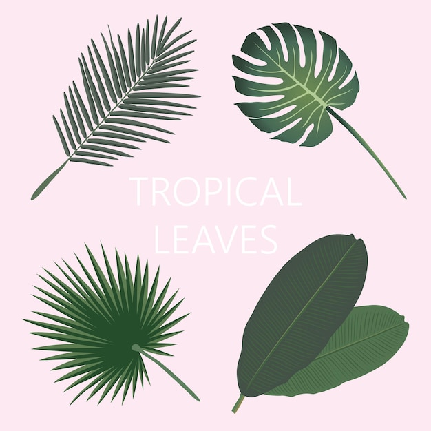 Tropical leaves