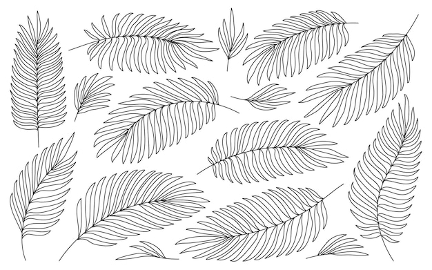 Tropical palm black line leaves isolated on white Hand drawn tropic jungle foliage coloring book page Exotic nature plant leaf for wedding greeting cards foil DIY laminating wrappers floral stamp