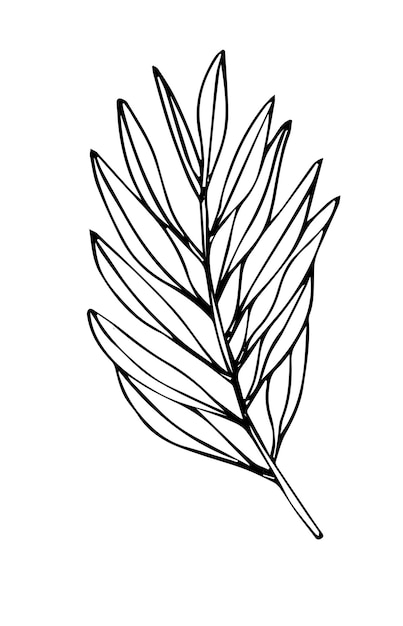 Tropical palm leave in sketch style, isolated vector illustration. Leave of palm tree in linear