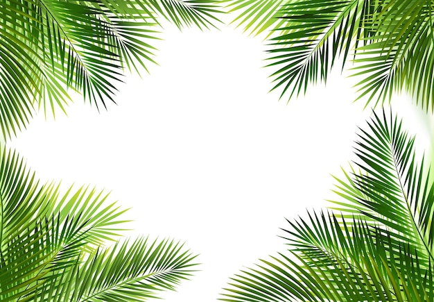 Tropical Palm Leaves Frame Isolated White Background