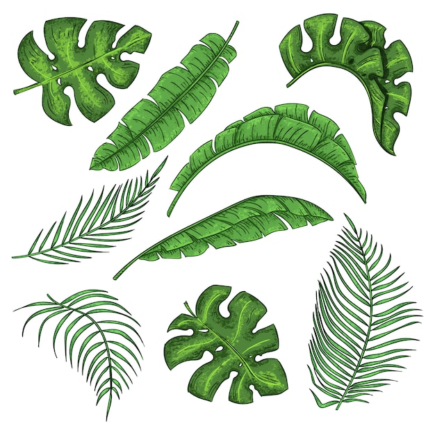 Tropical palm leaves set, jungle banana leaf collection