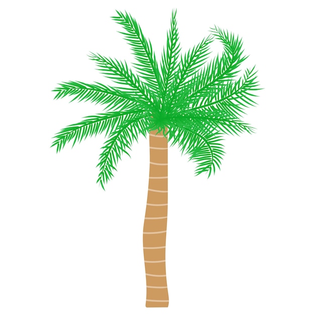 Tropical palm tree Vector illustration