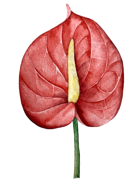 Tropical plant anthurium flower watercolor illustration