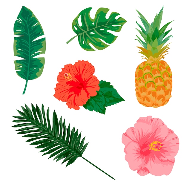 Tropical Plants And Elements