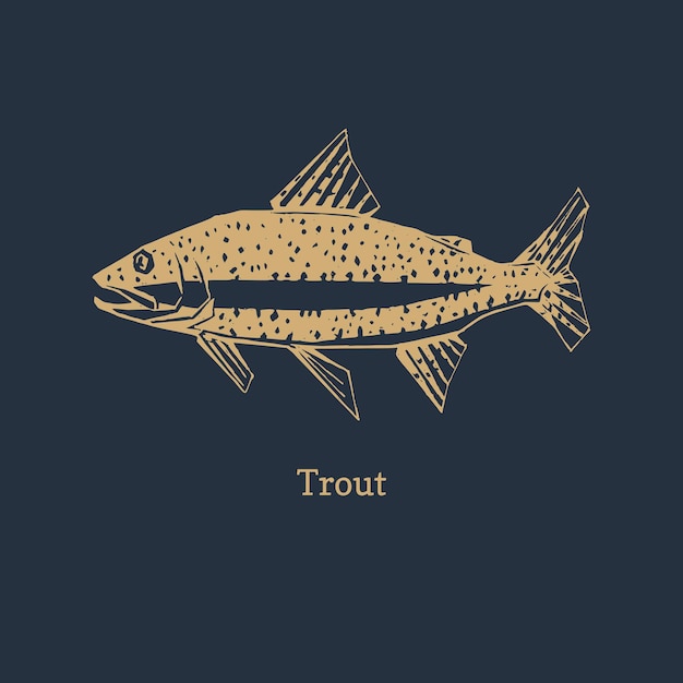 Trout illustration in vector Logo for packaging