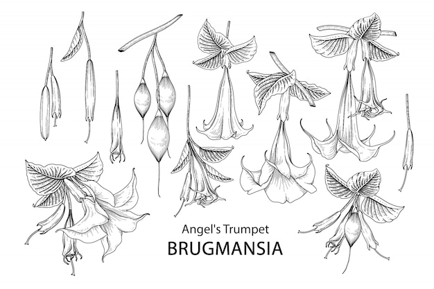 Trumpet flower Brugmansia drawings