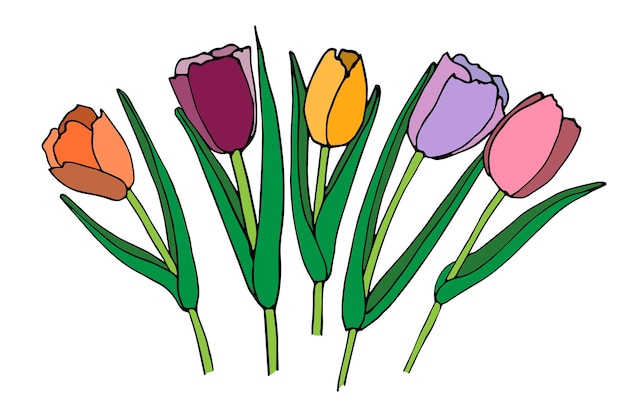 Tulip flower bouquet sketch drawing vector Bright color with black contour Set of 5 flower