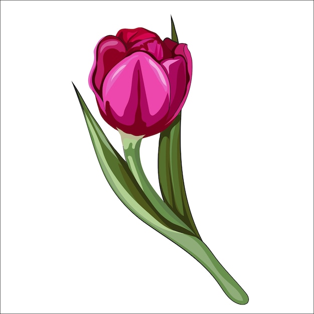 Tulip flower in bright color hand drawn vector illustration isolated