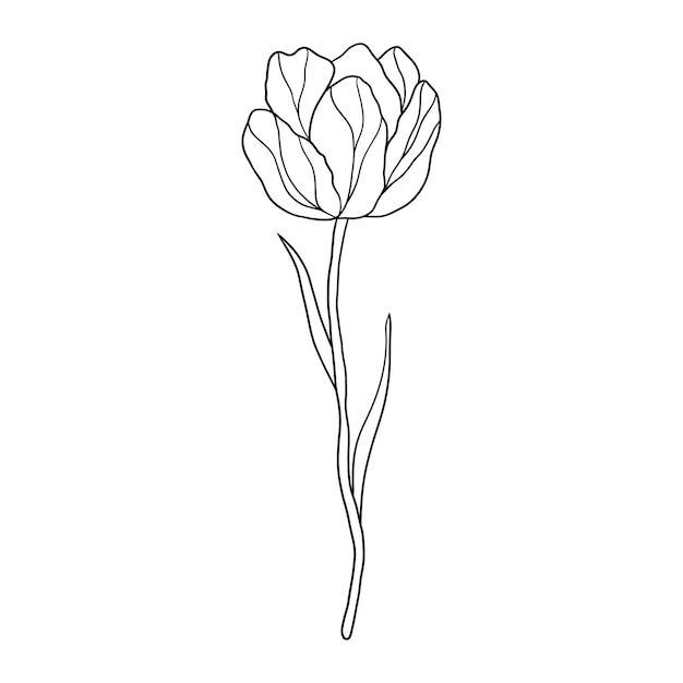 Tulip flower in doodle style