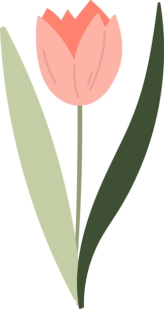 Tulip Flower On Stem