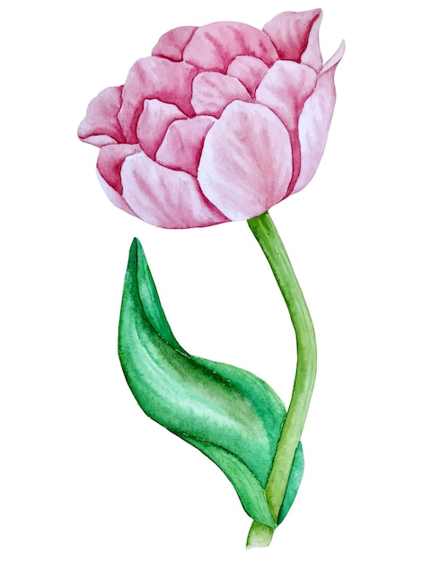 Tulip flower watercolor vector illustration