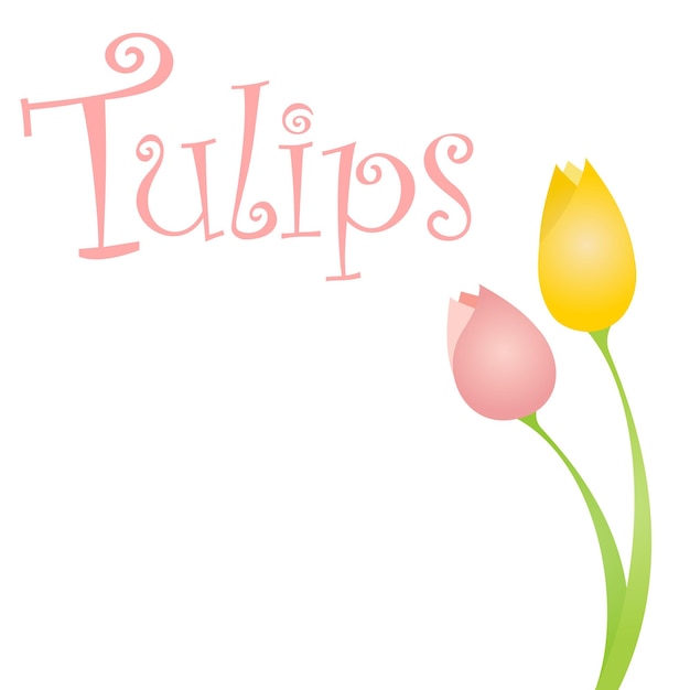 Tulip Flowers vector illustration graphic