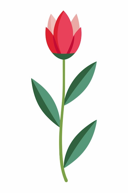 Tulip plant vector