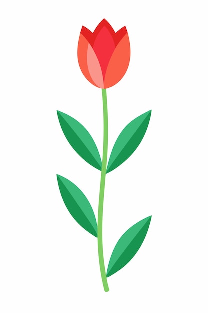 Tulip plant vector