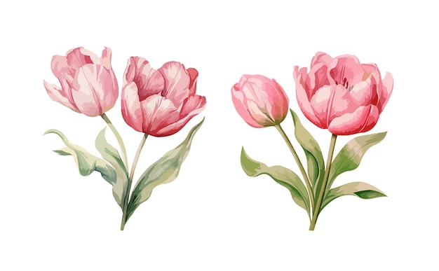 Tulips clipart isolated vector illustration