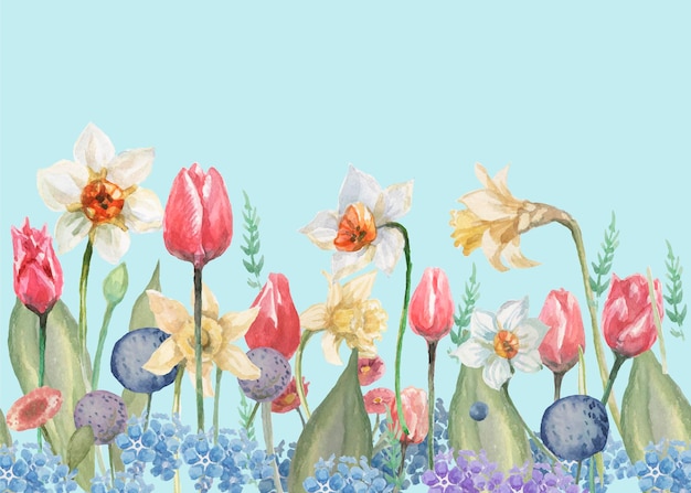 tulips daffodils flowers spring bloom. watercolor illustration hand drawn