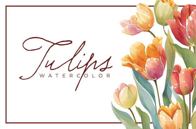 Tulips Flower  Watercolor Paint Vector