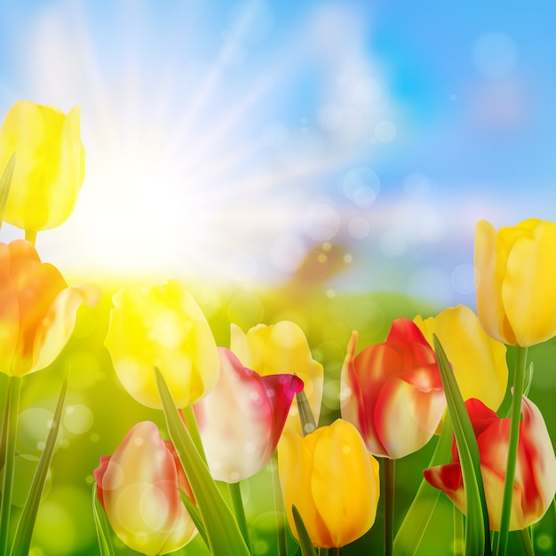 Tulips growing in garden on green. 