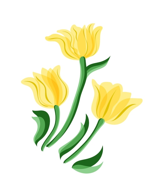 Tulips isolated on white background Yellow tulips blossom