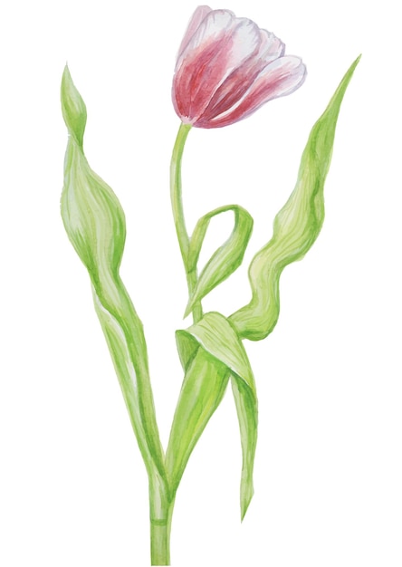 Tulips pattern watercolor frame