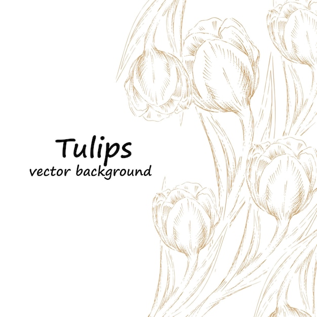 Tulips vector background or poster layout sketch hand drawn vector illustration