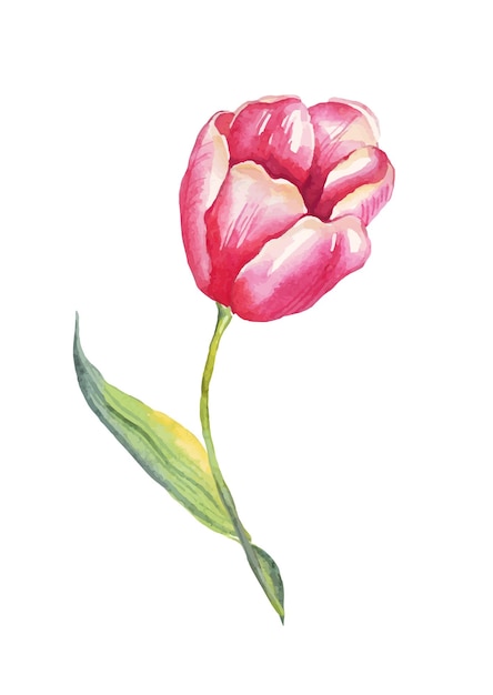 Tulips Watercolor illustration Vector