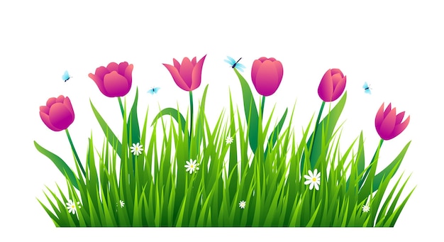 Tulips with green grass isolated on white background Vector illustration