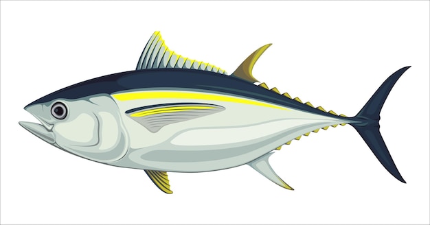 Vector tuna fish sea food yellowfin vector illustration