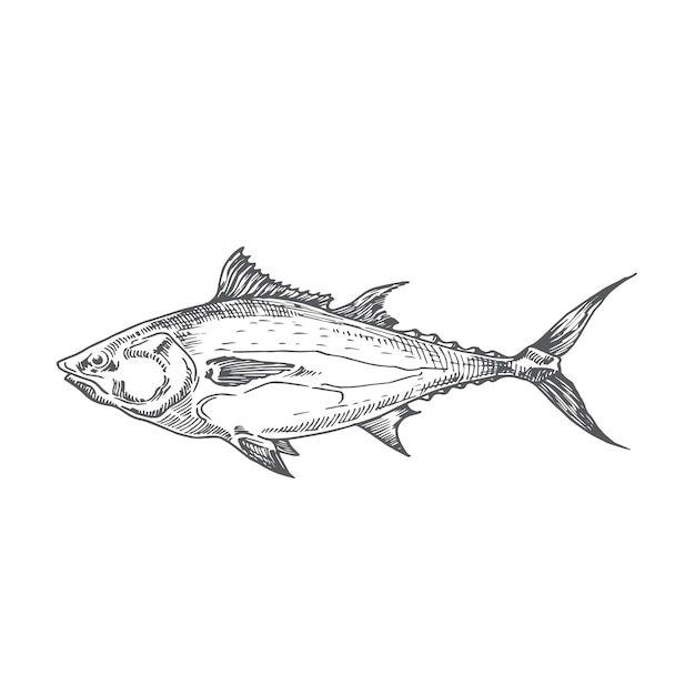 Tuna Hand Drawn Doodle Vector Illustration Abstract Fish Sketch Engraving Style Drawing