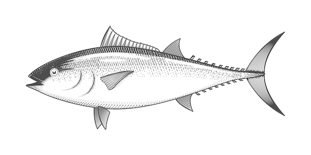 Tuna isolated on white