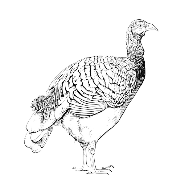 Turkey bird standing side view sketch hand drawn engraving style vector illustration.