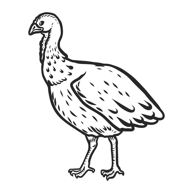 Turkey cock female icon Hand drawn illustration of turkey cock female vector icon for web design