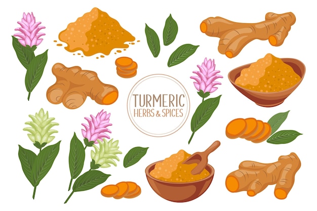 Vector turmeric icons set dry turmeric powder roots slices and flowers herbs and spices curcumin