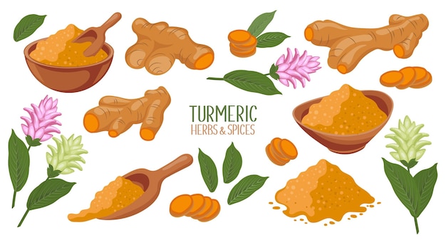 Vector turmeric icons set dry turmeric powder turmeric roots slices and flowers herbs and spices