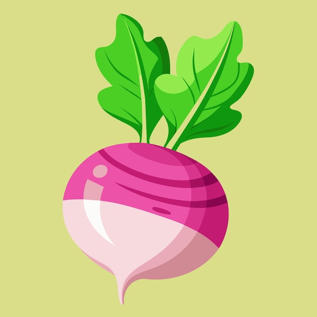 Turnip Root Vegetable Rich in Flavor and Nutrients