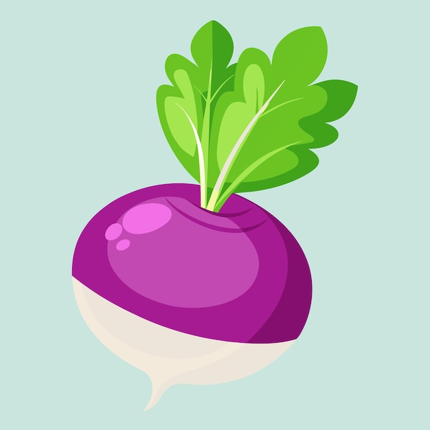 Turnip Root Vegetable Rich in Flavor and Nutrients